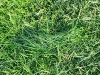 grass-compression-small.jpg